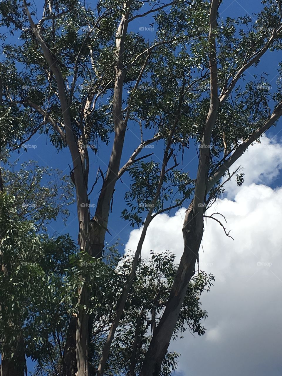Eucalyptus tree and beautiful sky