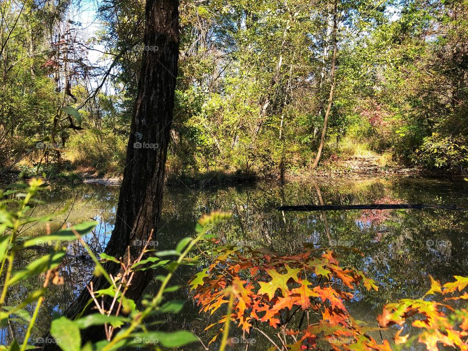 Fall leaves by the pond