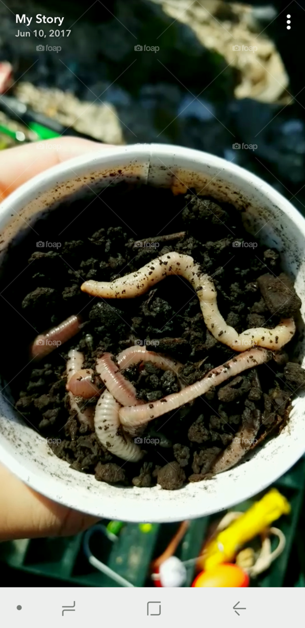 Did you know that Earth worms' waste enrich soil?