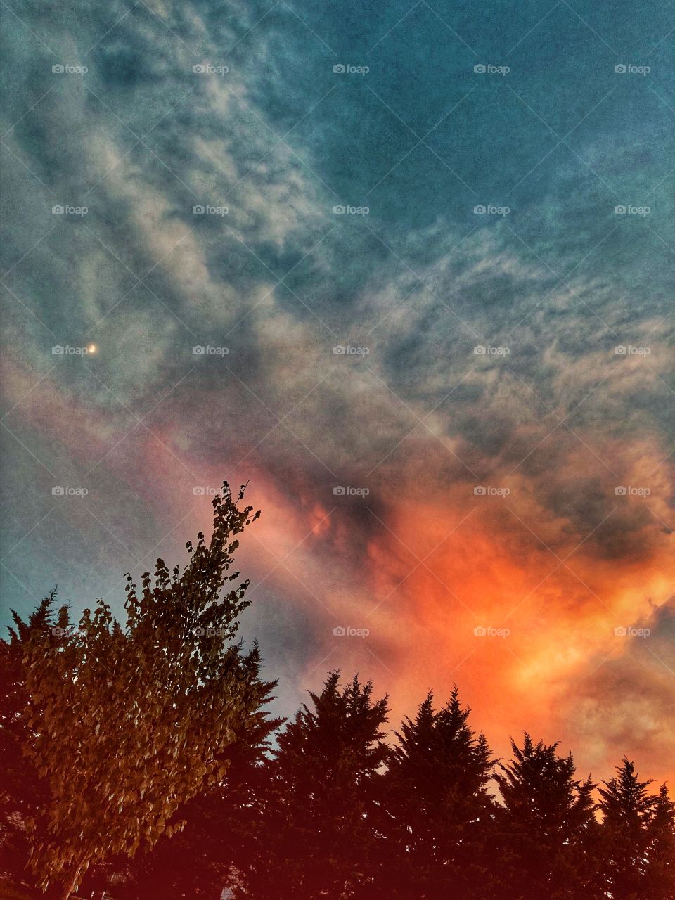 Evening sky and pine trees 