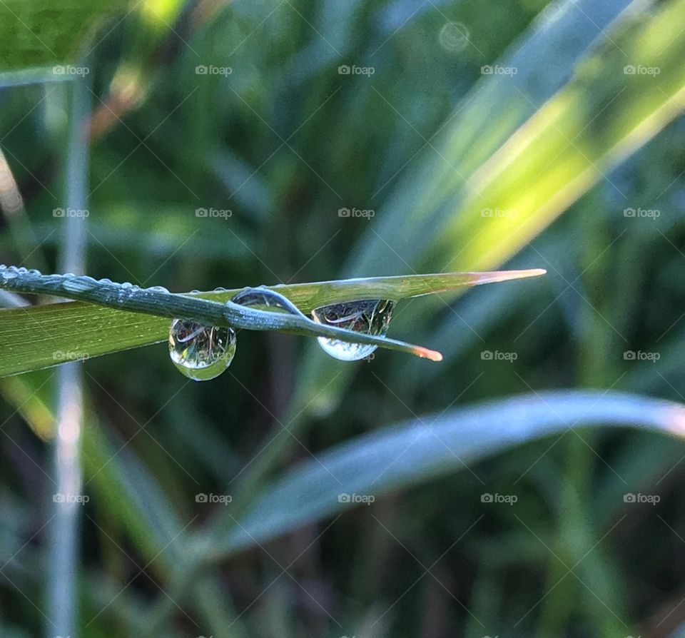 Morning dew