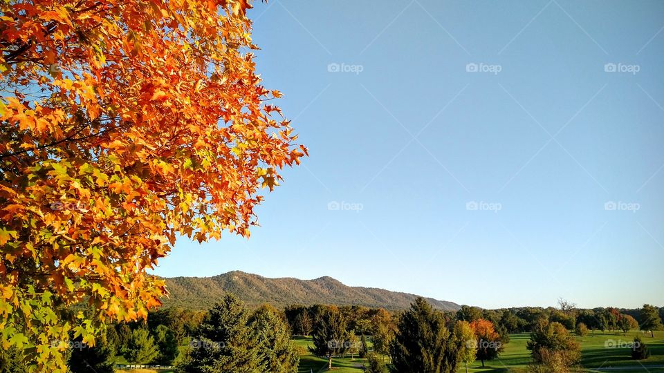 Close-up of autumn tree