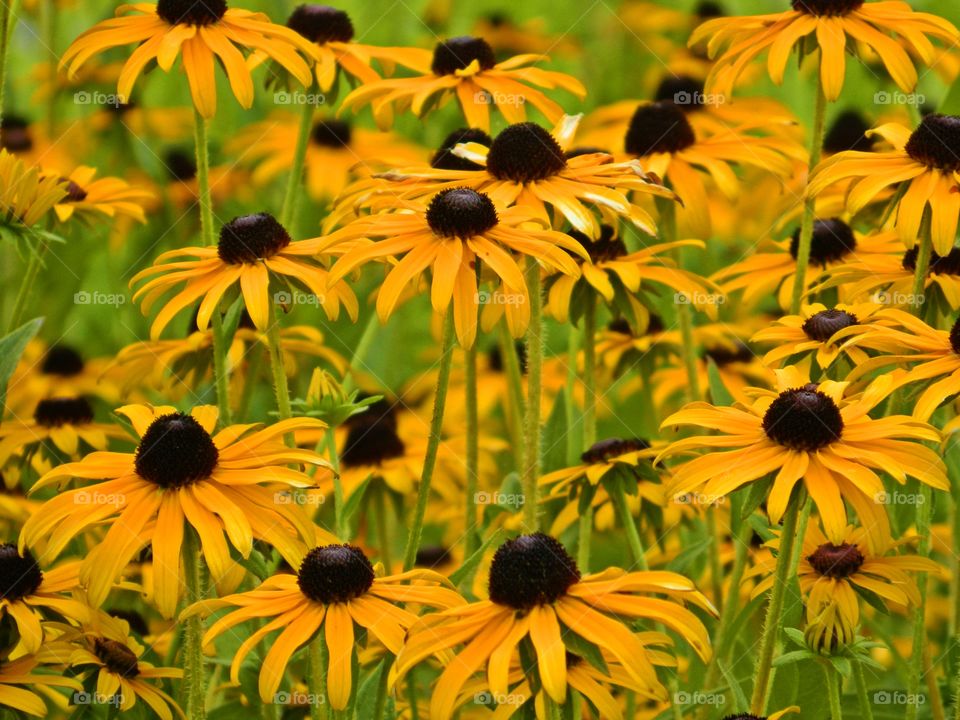 Black-eyed susan is a relatively large wildflower. Black Eyed Susans symbolize ENCOURAGEMENT and MOTIVATION 