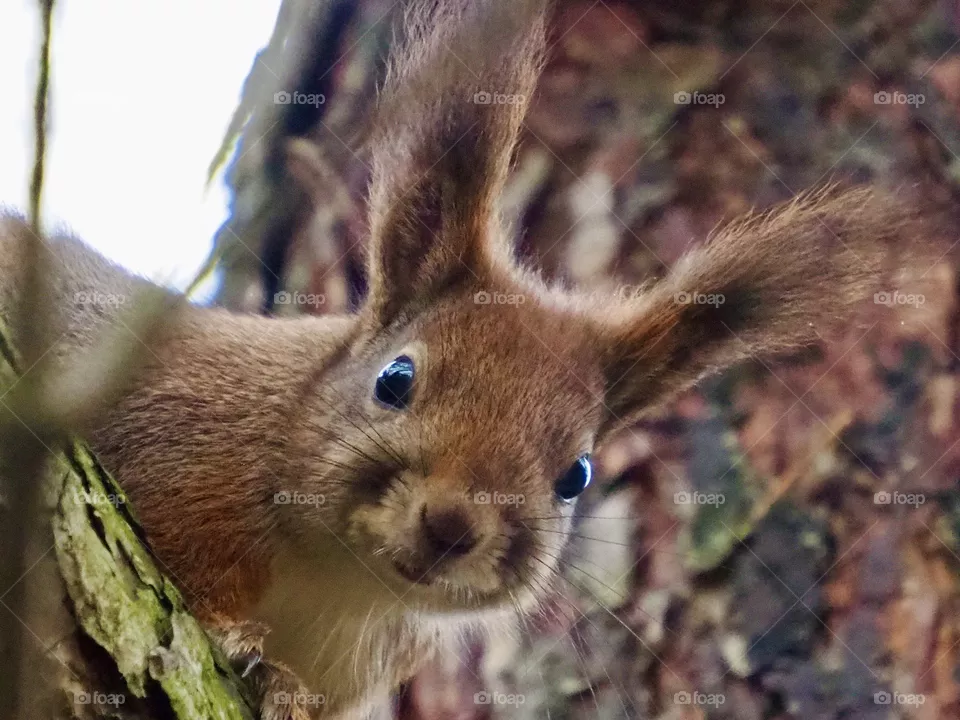 Squirrel