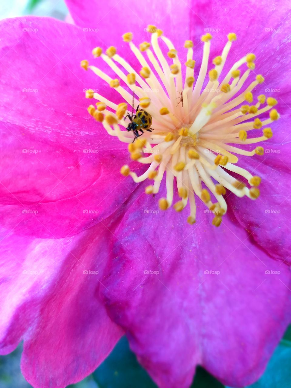 bugs in flower