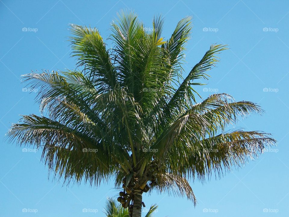 Florida Palm