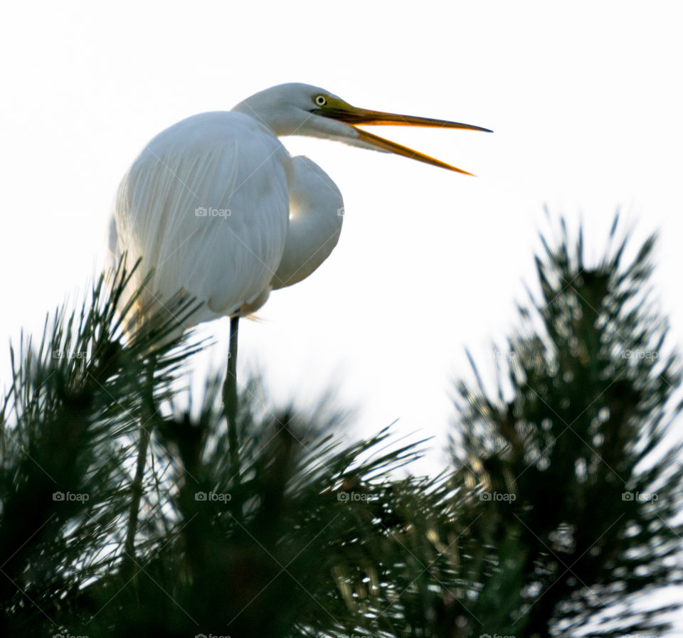 white egret