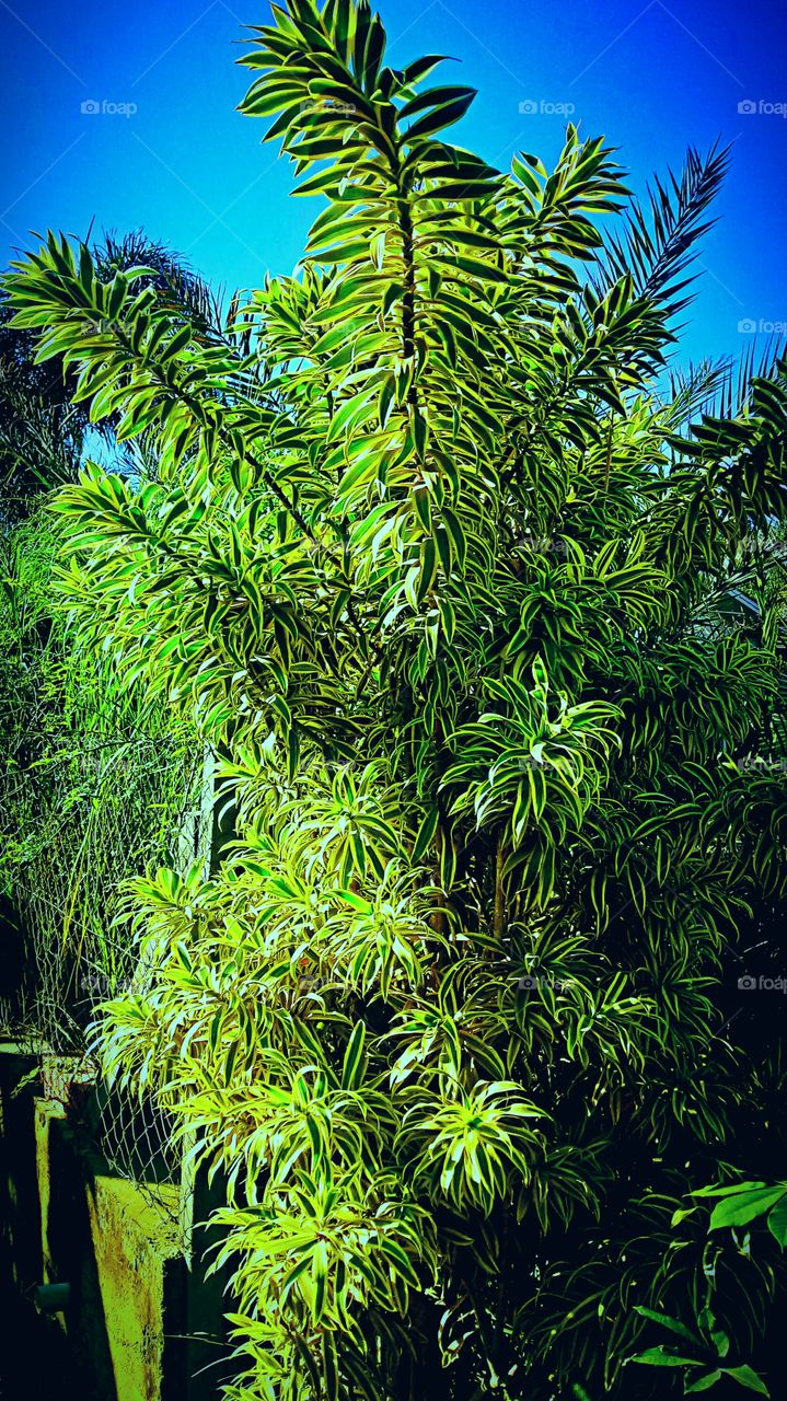 LINDO ARBUSTO VERDOLENGO