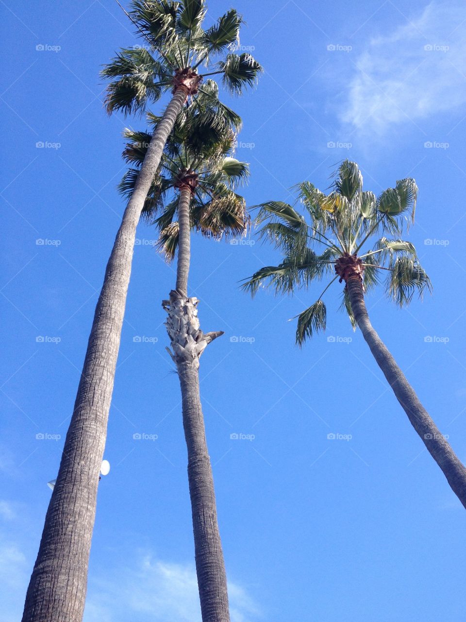 California Dreaming.... Palm Trees outside of Los Angeles, California. Photo by Tony Azzaro. 