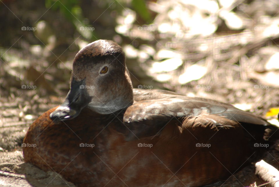 A sleepy duck close-up