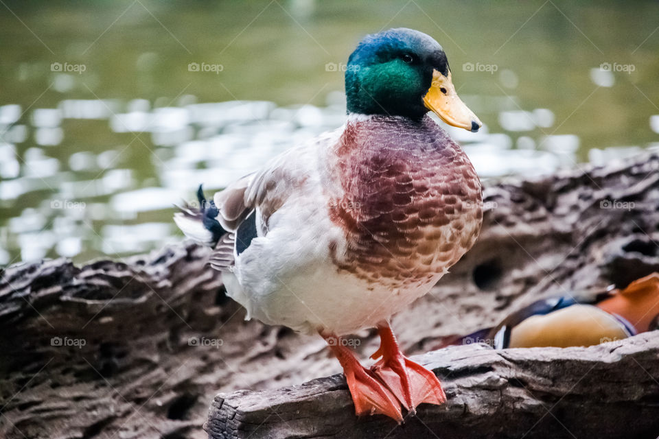 Mallard