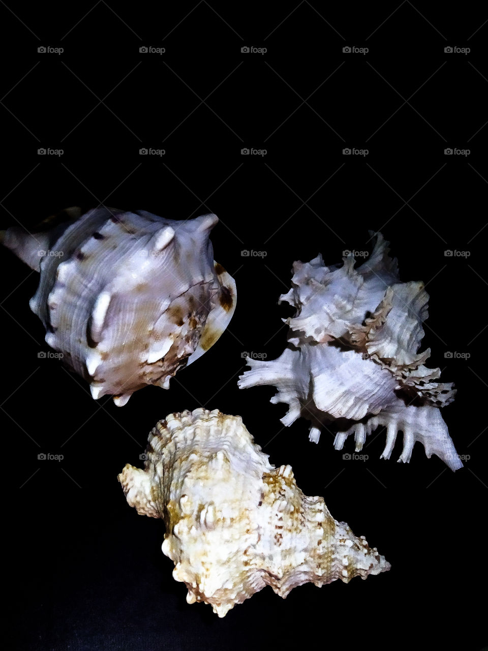 Three large sea shells on a black background