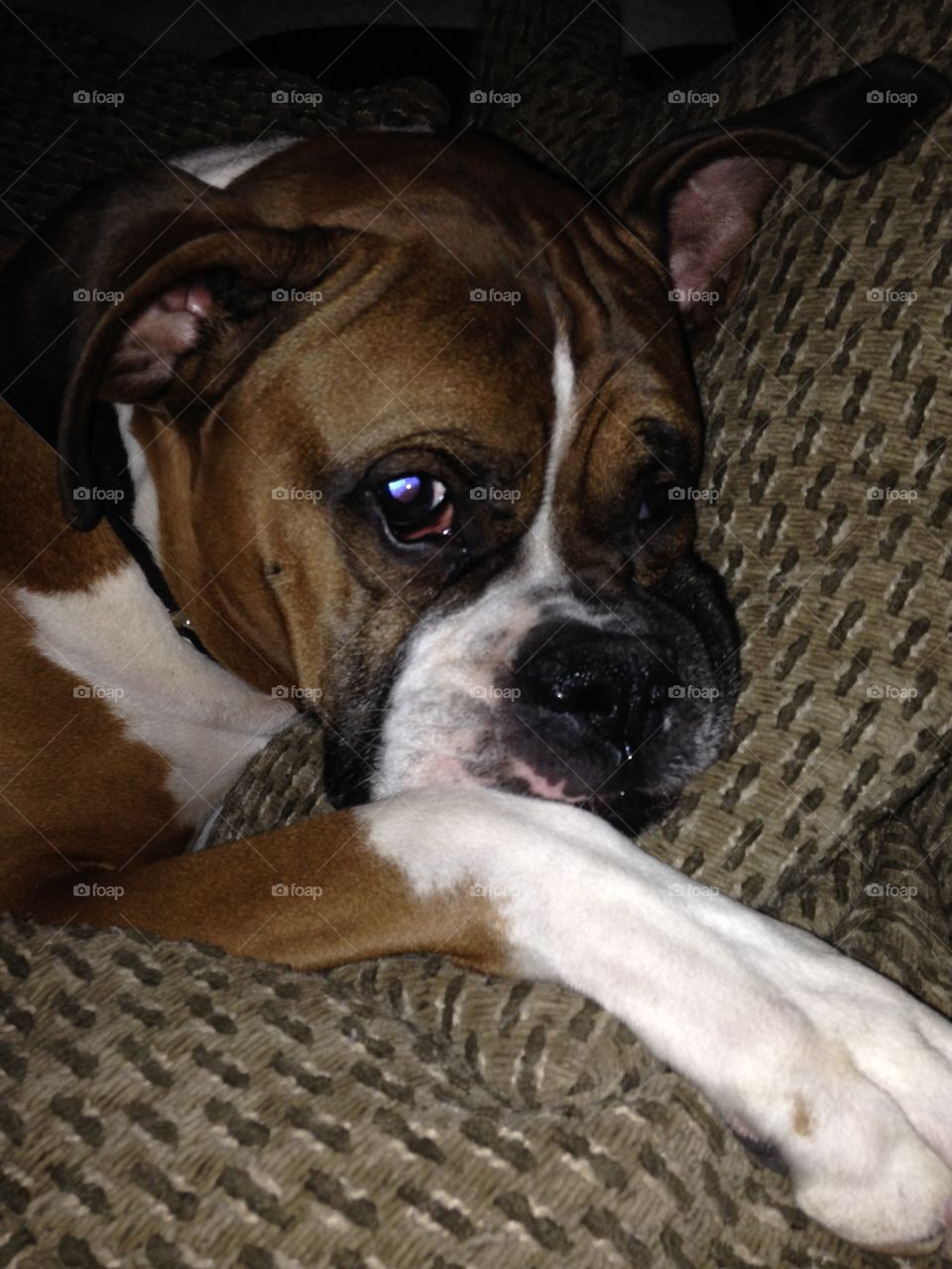 Lazy boxer