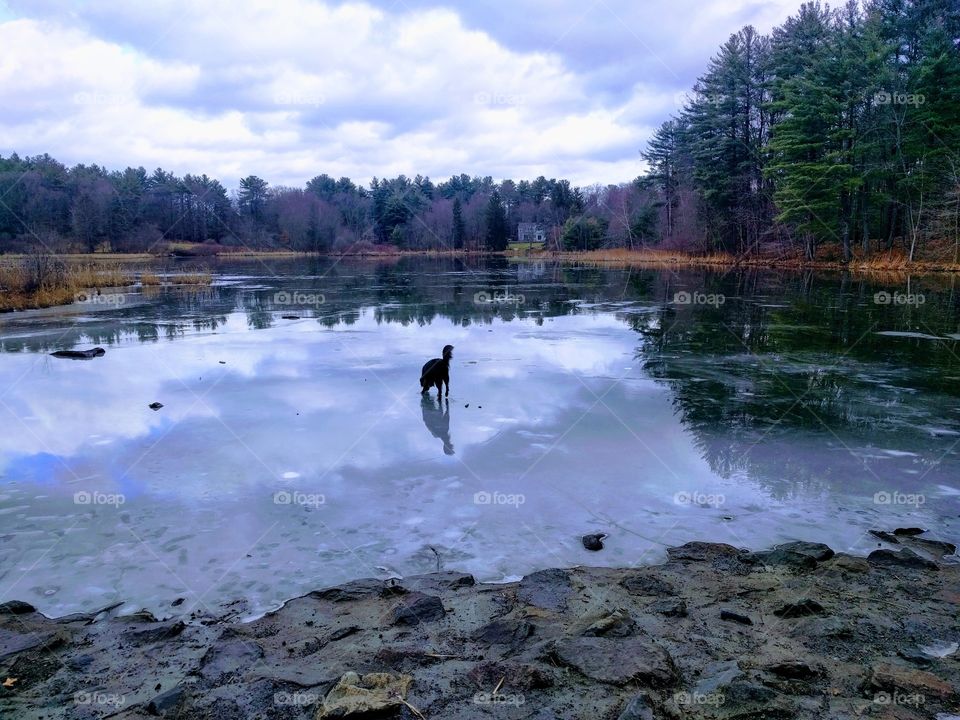 Dog on icy pond in a winter morning