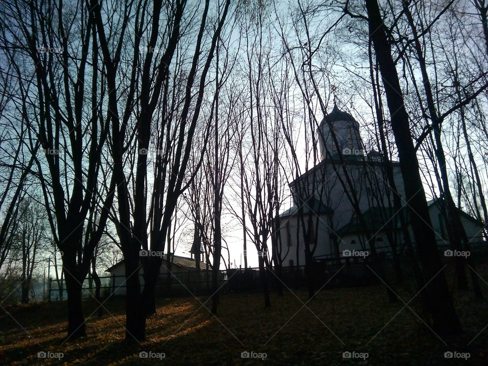 Tree, Wood, No Person, Fall, Winter