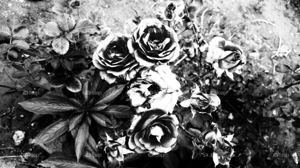 abstrato rosa na roseira em preto e branco