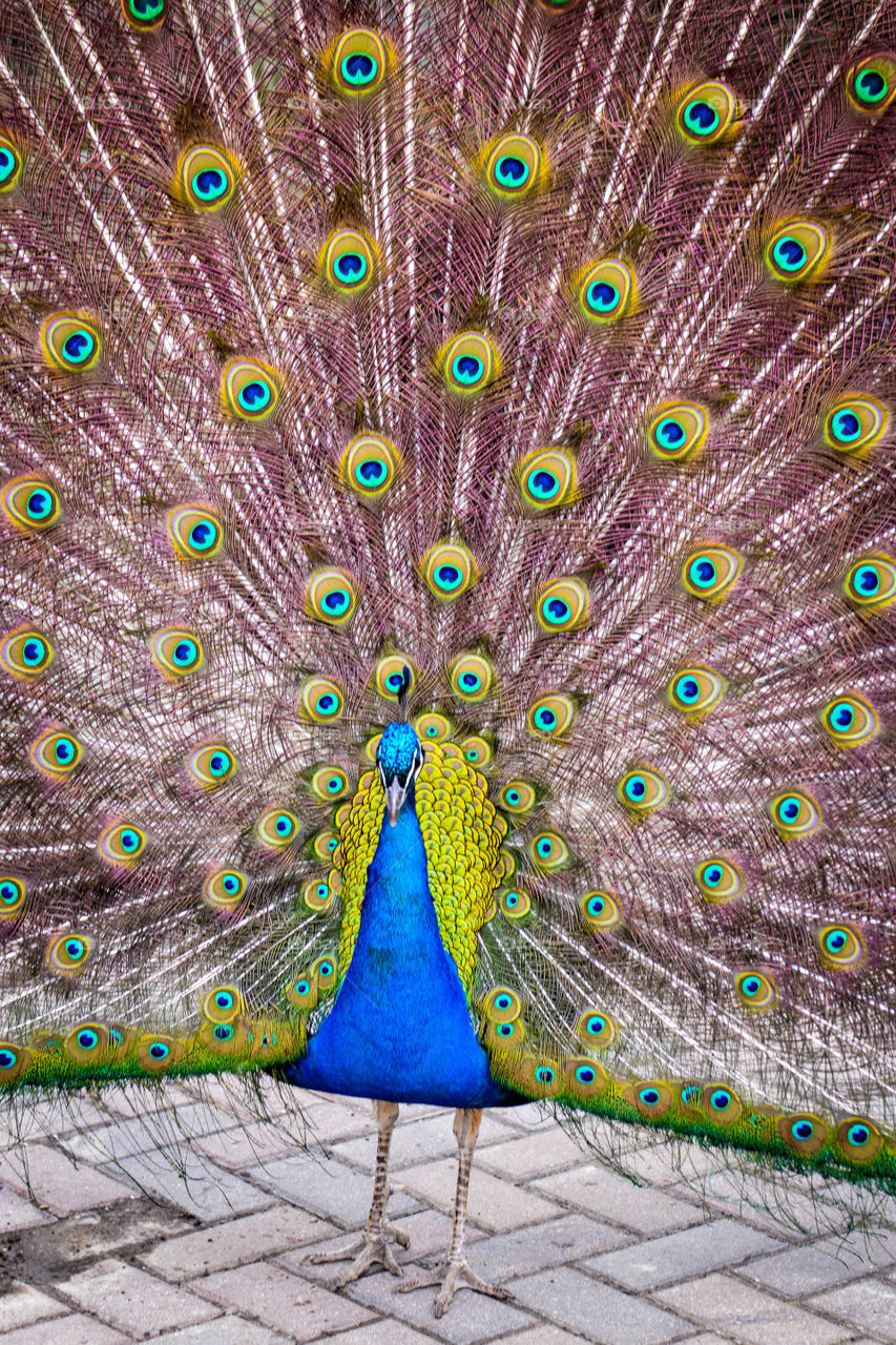 Full frame image of a peacock presenting its feathers