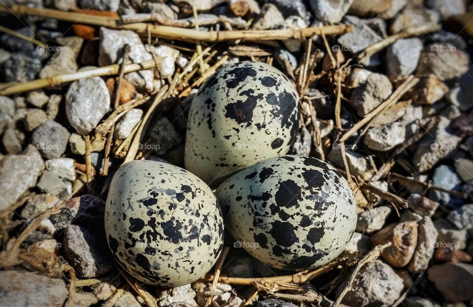Killdeer Nest in the Rocks
