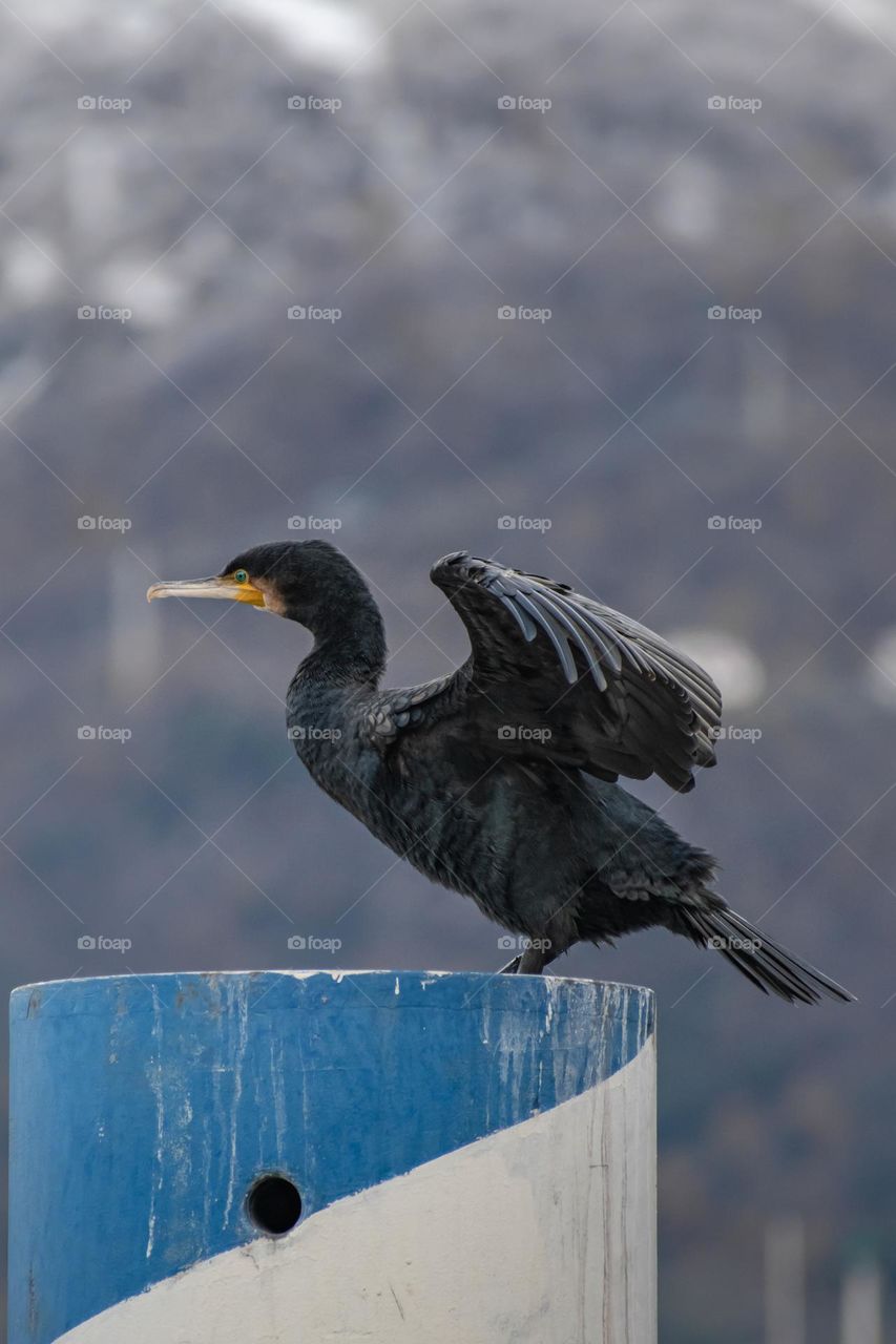 Great cormorant - Phalacrocorax carbo