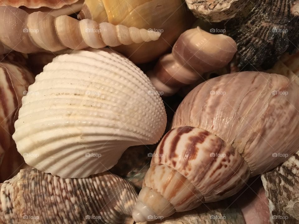 Seashells