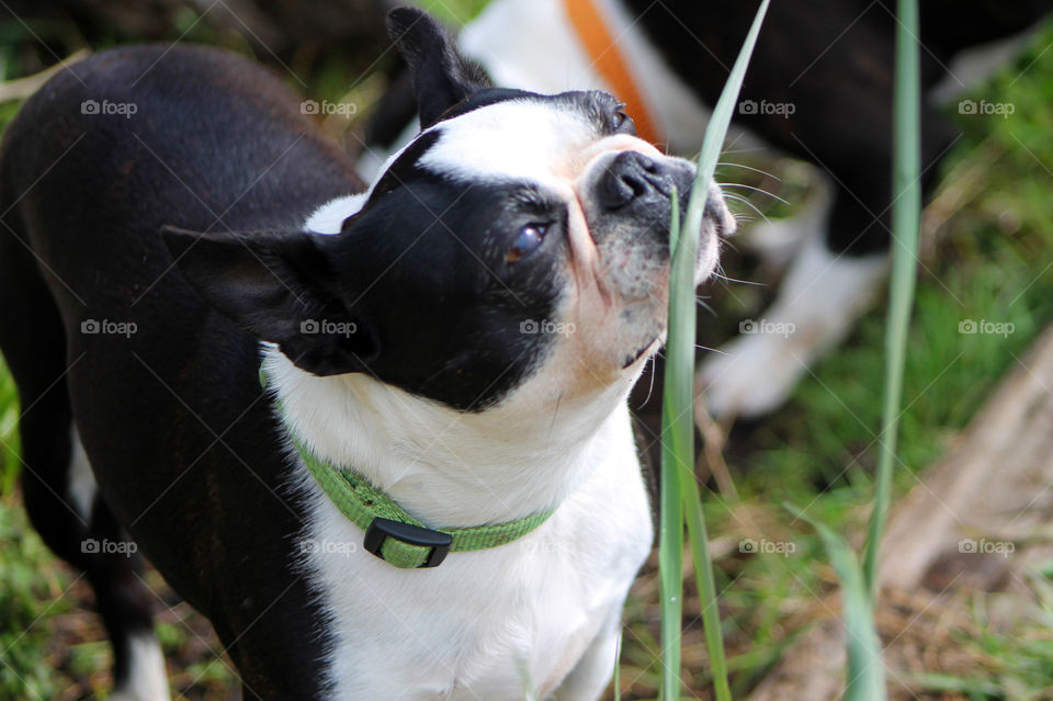 My Boston Terrier is happy to smell everything on our beach walk.   She seems very happy with the smell of the new shoots of beach grass. 