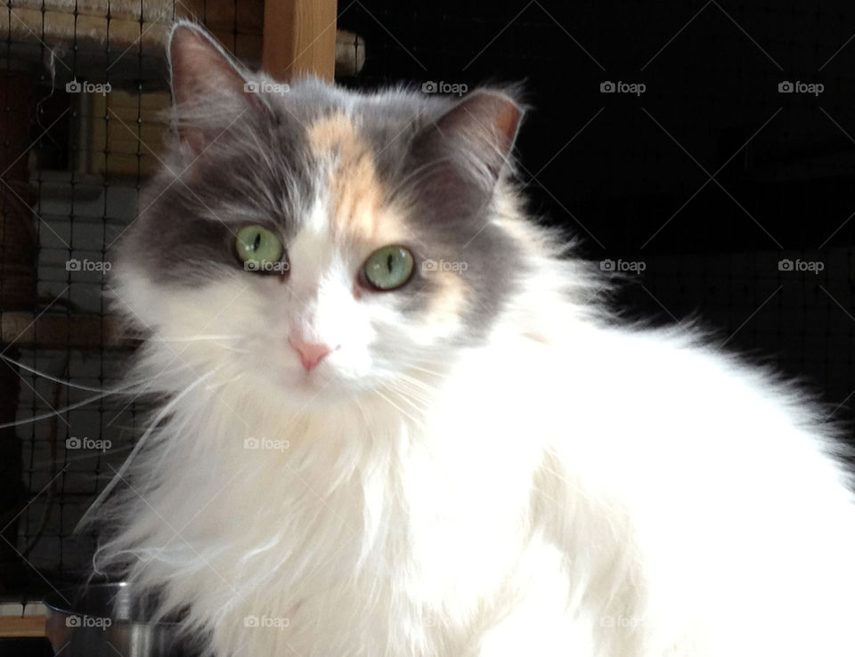 Amelia, longhaired dilute calico