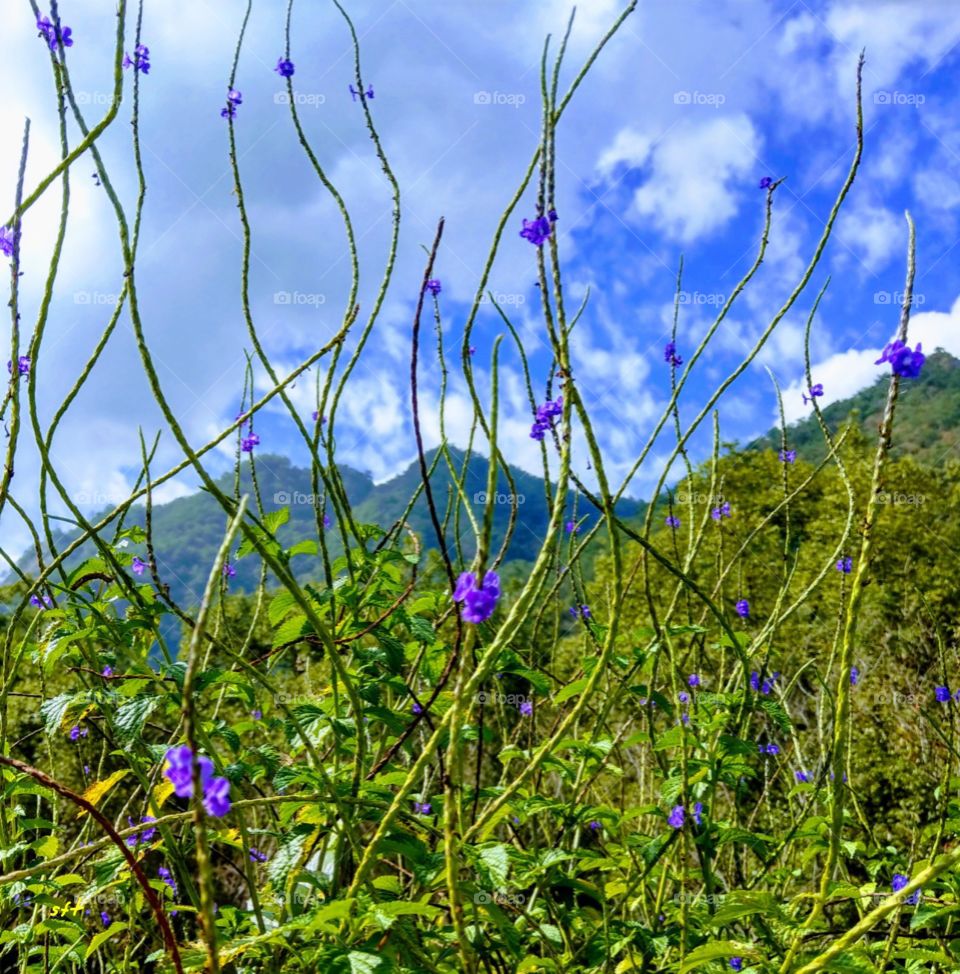 Beautiful Jamica False-valerian that have small purple flowers and nice curve, they are up up to the mountains and sky, means the same of everyone's life. should struggle to the feature, also win a beautiful sky of life.