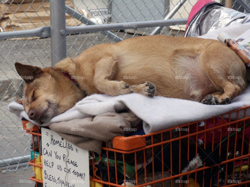 Homeless brown dog 