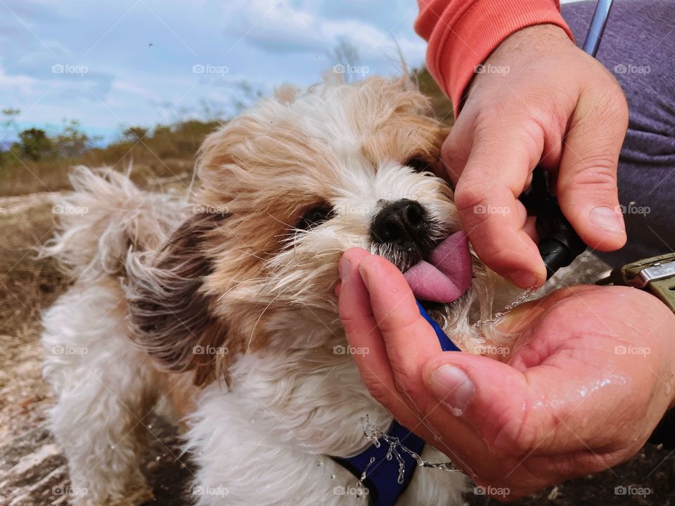 Living in harmony between the dog and its owner