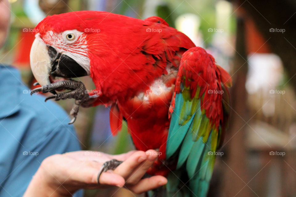 colorfully parrot