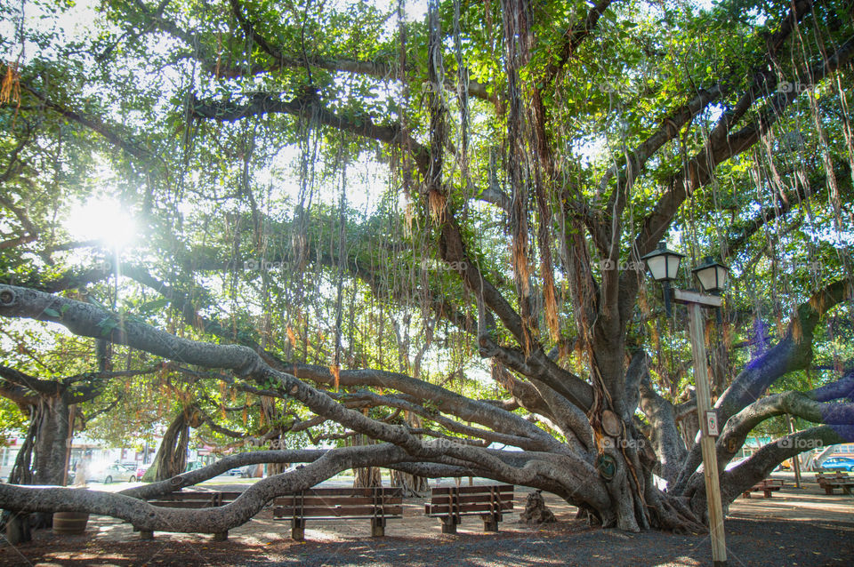 Banyan tree Lahaina 