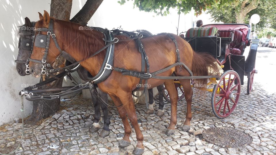 Sintra horse