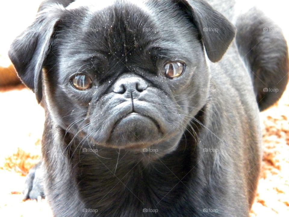 Black pug