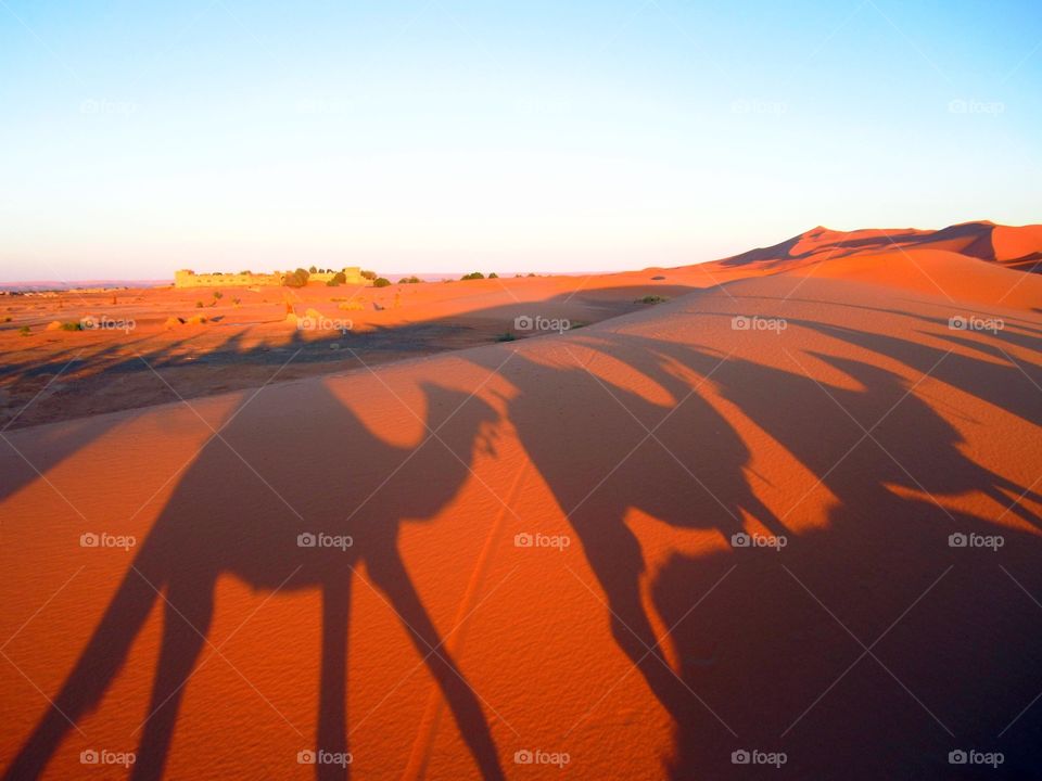 Shadow of camel riding