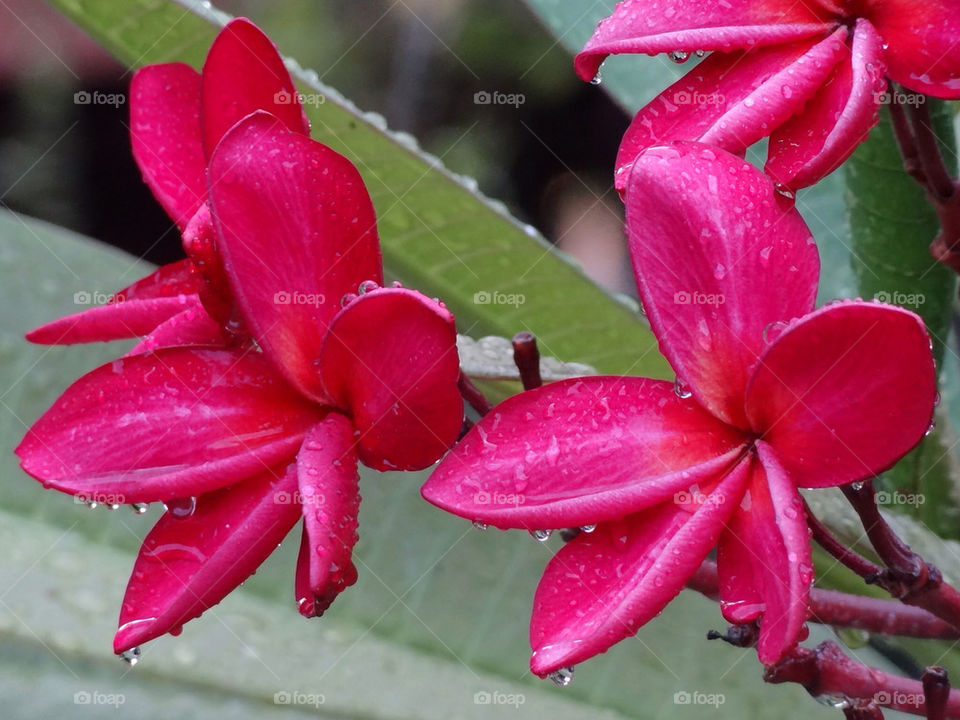 green pink flower red by sonchai