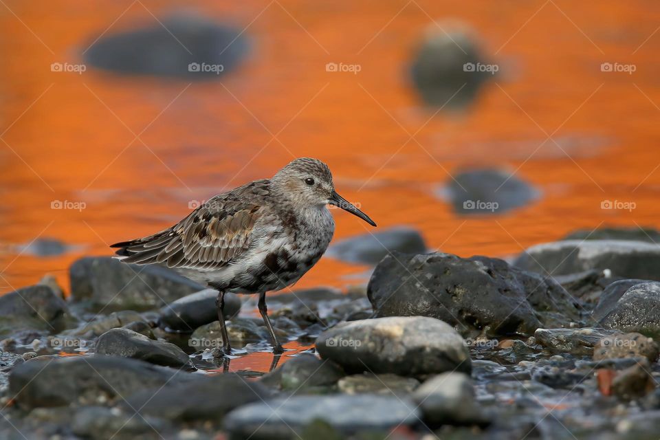 Piovanello pancianera, Calidris alpina, Dunlin