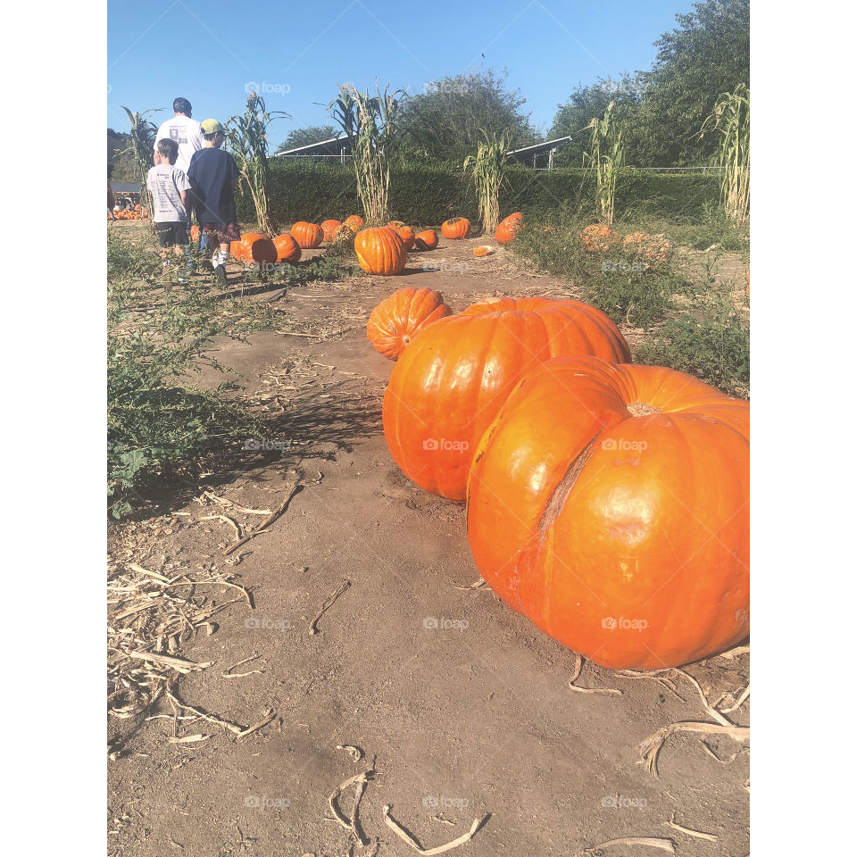 Sunny pumpkin patch with the family