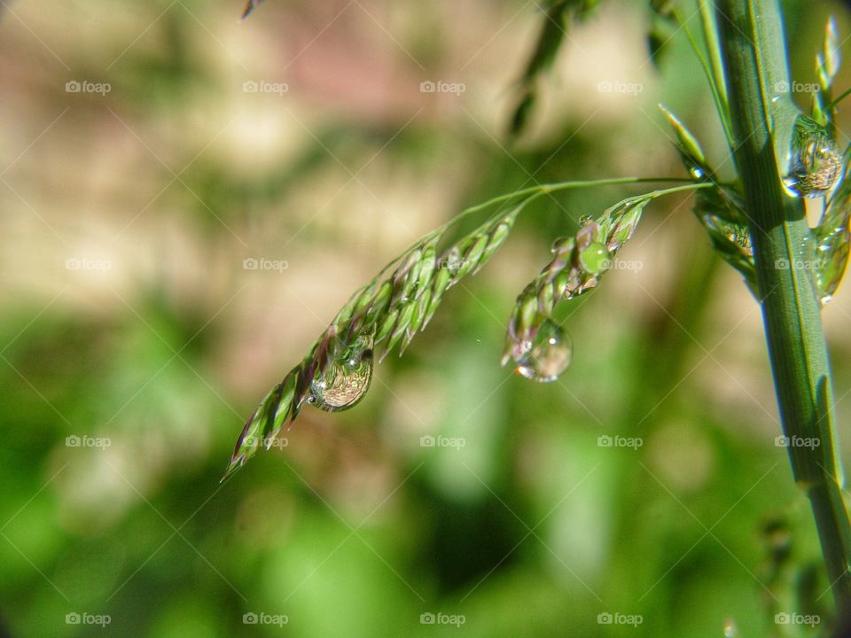 Raindrop on green plant