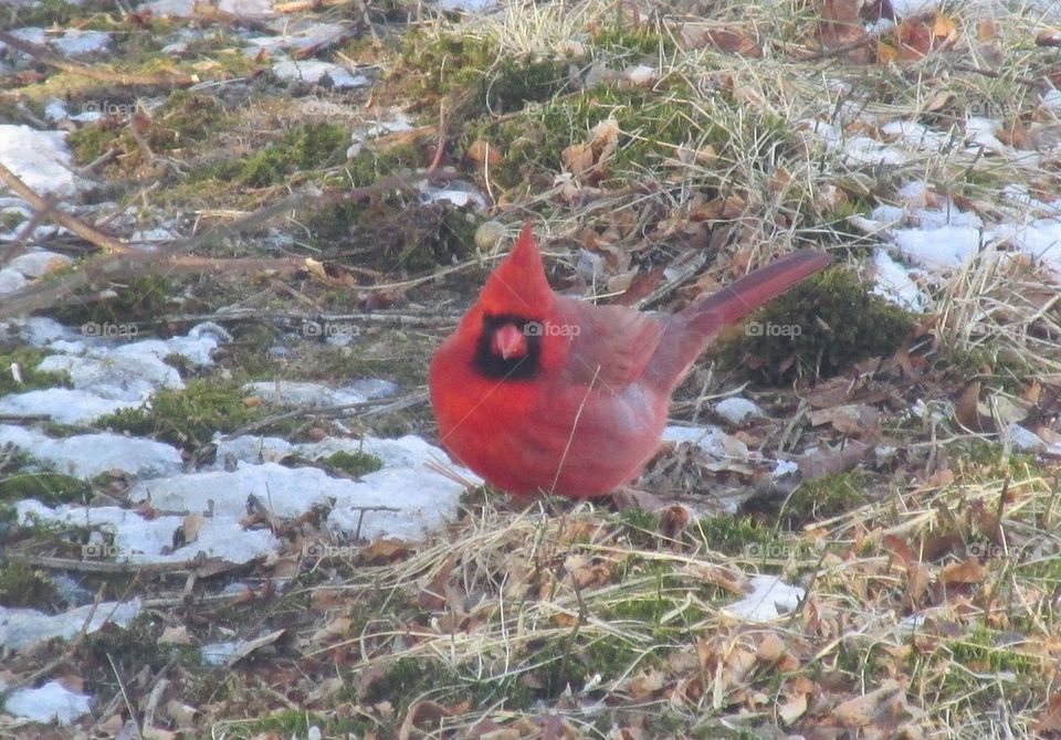 Cardinal on ground