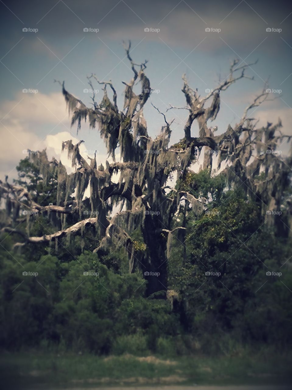 Tree, No Person, Landscape, Nature, Bird