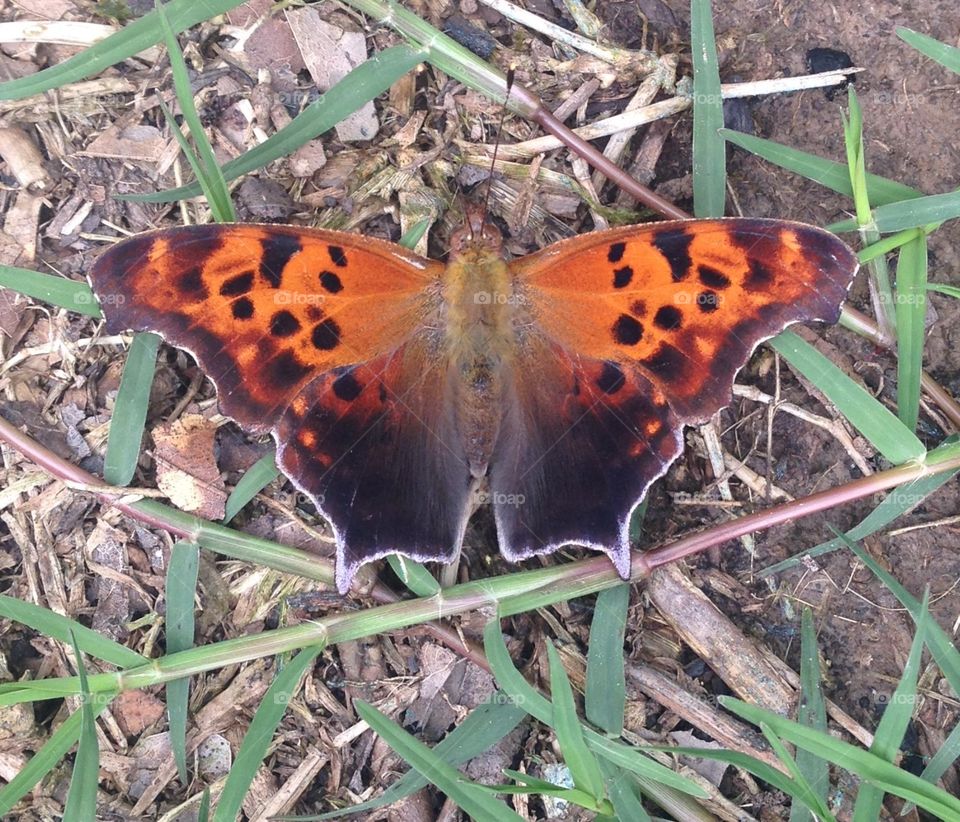 Butterfly. Orange and black butterfly 