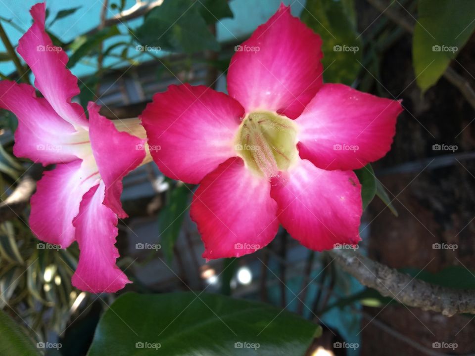 red frangipani flower