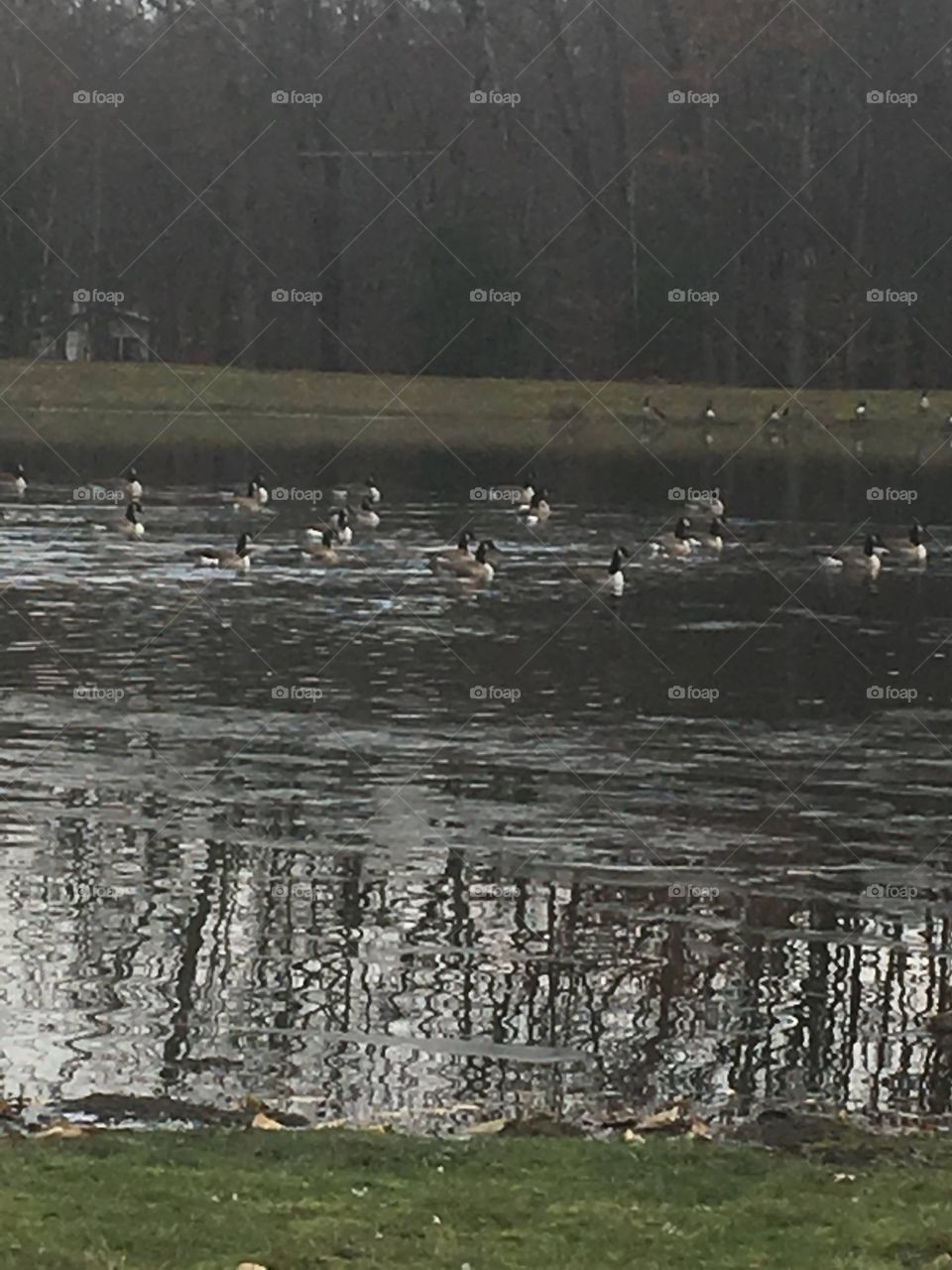 Ducks on the lake natural beauty 