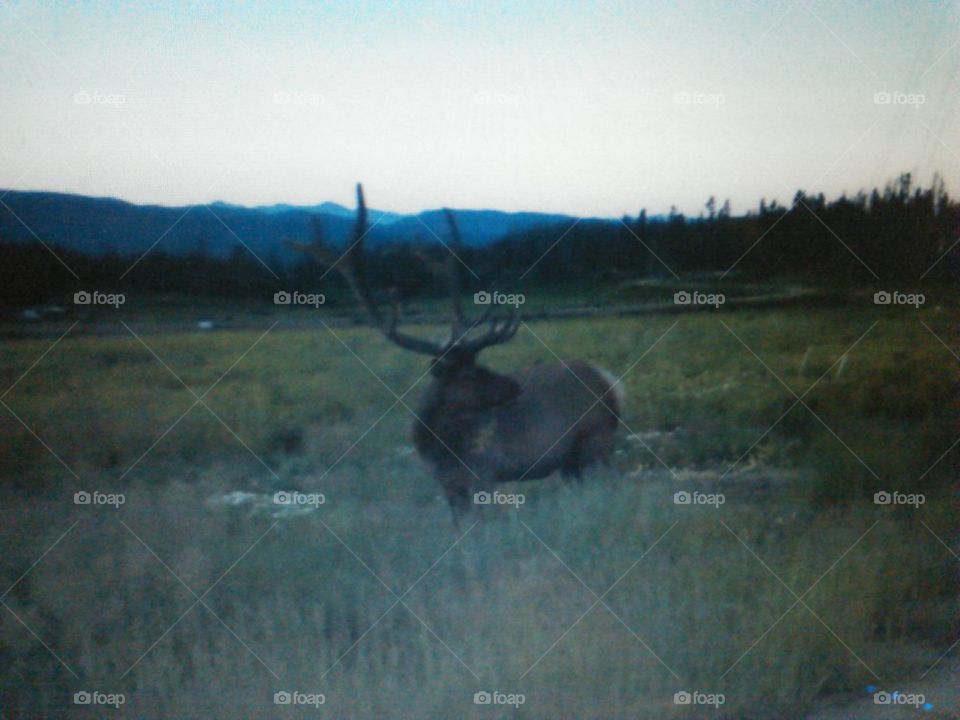 Bull Elk at Dawn