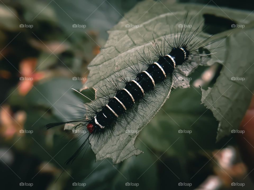 caterpillar