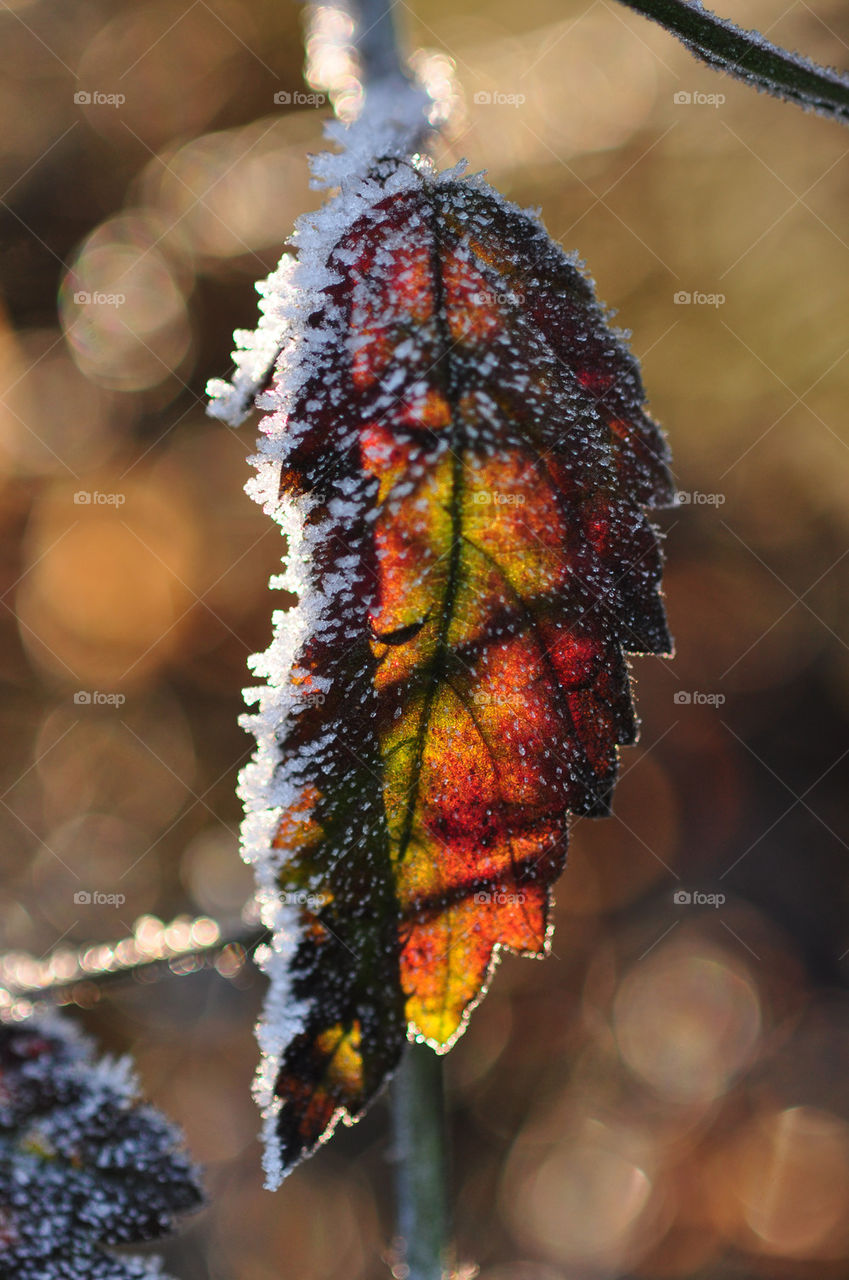 Frosty Jewel Leaf