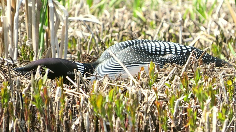 Beautiful Loon nesting low