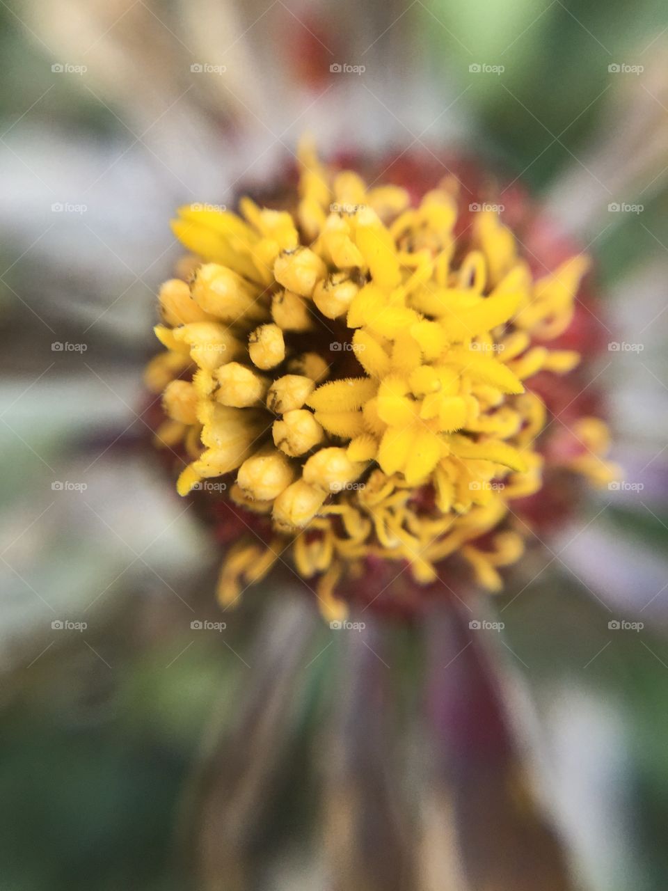 Beauty shade and texture of Pollen in flower