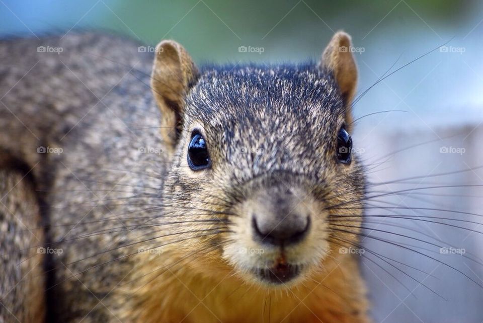 Squirrel up and close