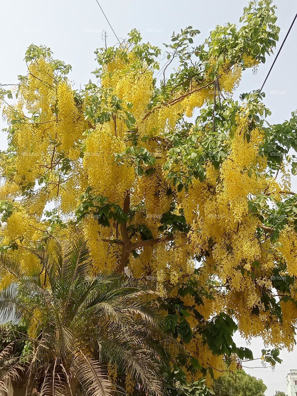 Ravarma VanguvO / Yellow Beauty / Flower Strings / Fungi /Bouquet